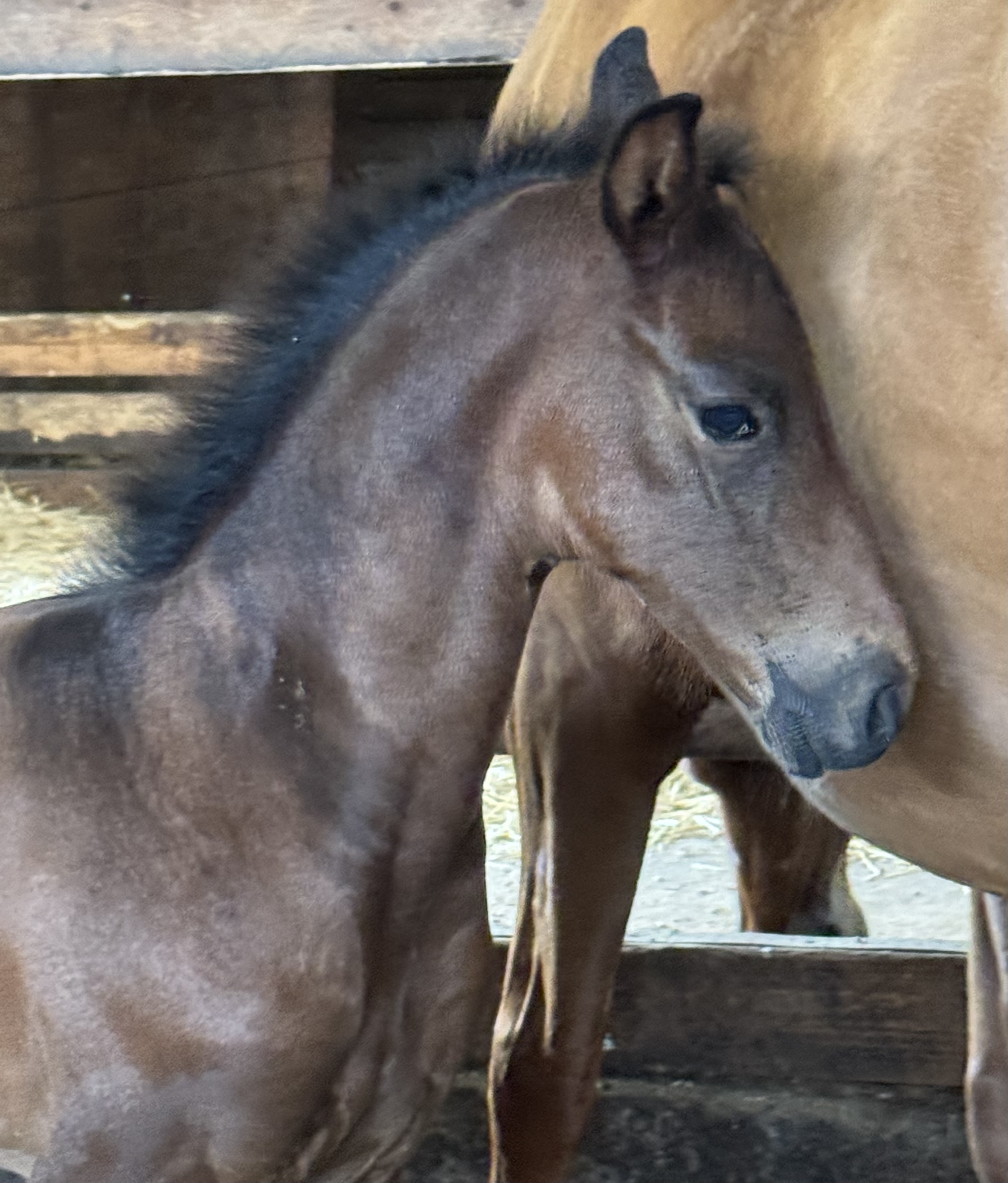 Colt by Dimaggio Black