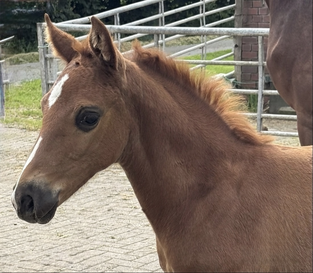 Westphalian colt by Entertainer Number One