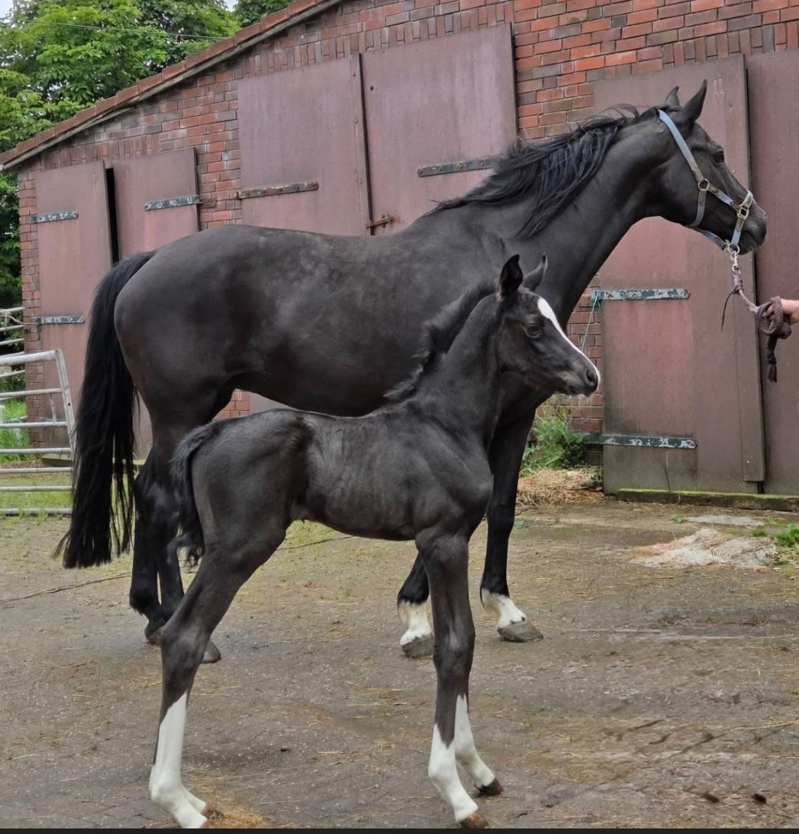 Oldenburg colt by Secret USB