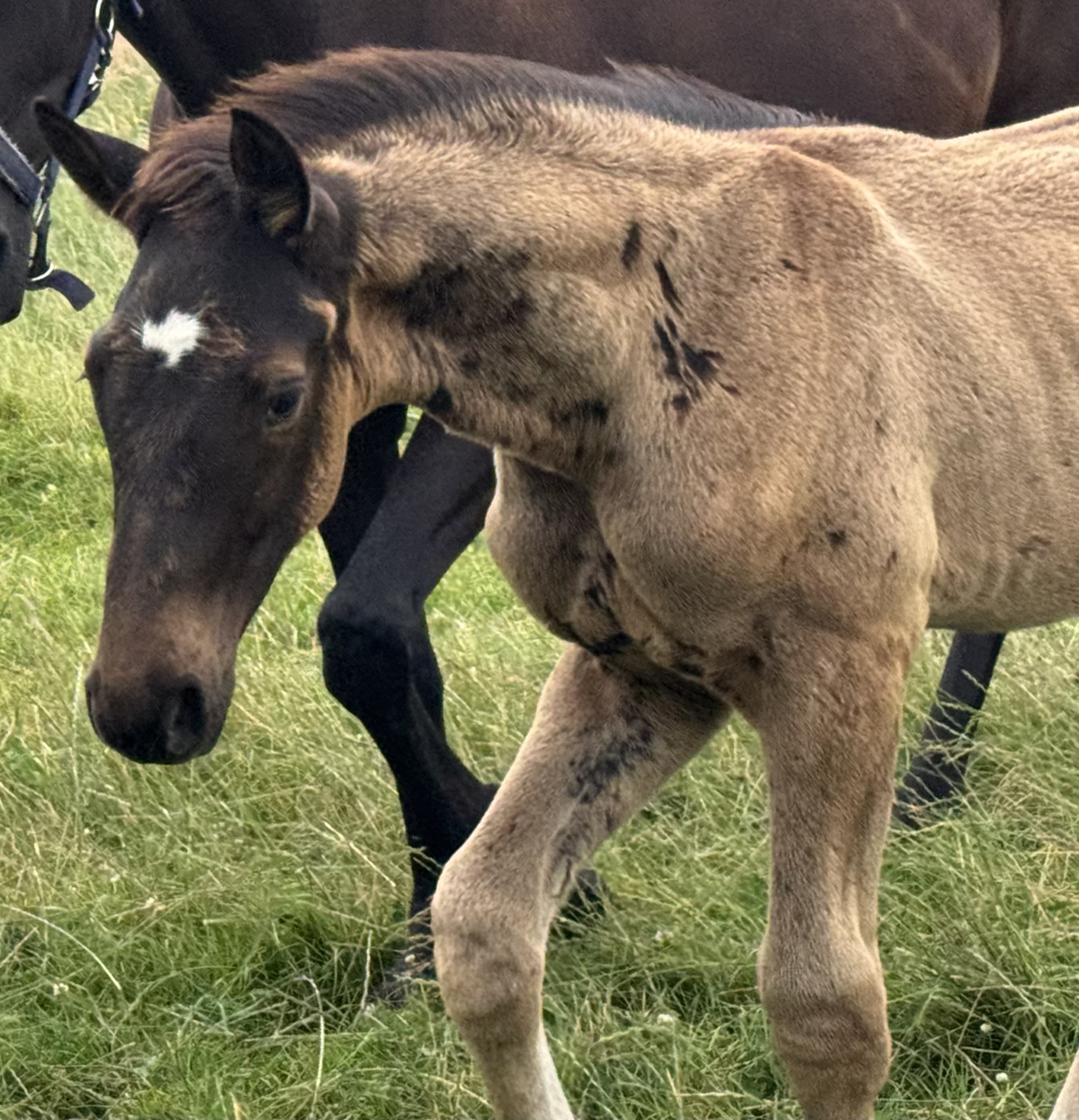 Colt by Sir Gribaldi