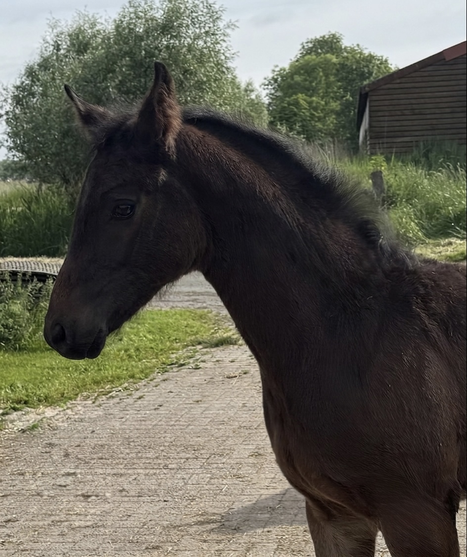 Westphalian colt by Tokyo AS