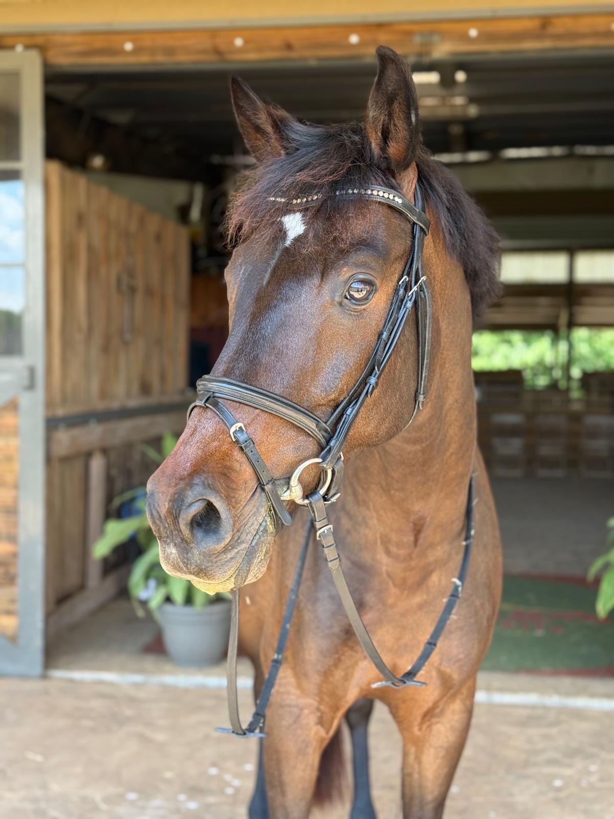 KWPN dressage gelding by Carrico