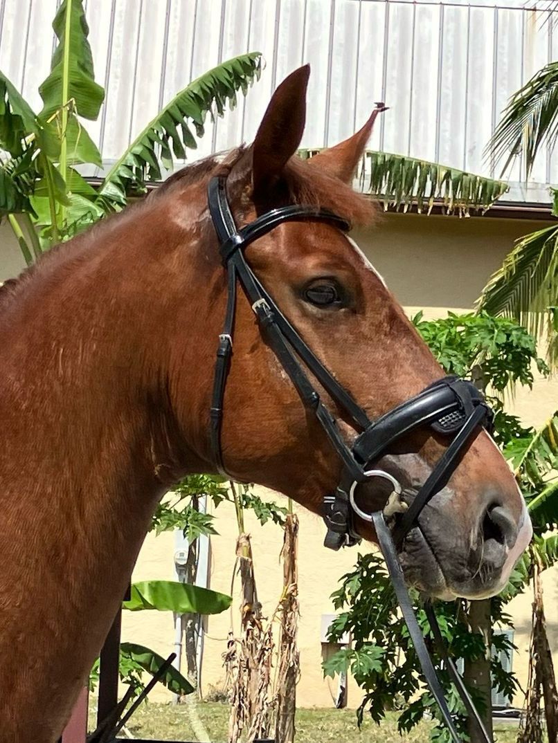 KWPN dressage gelding by Detorri