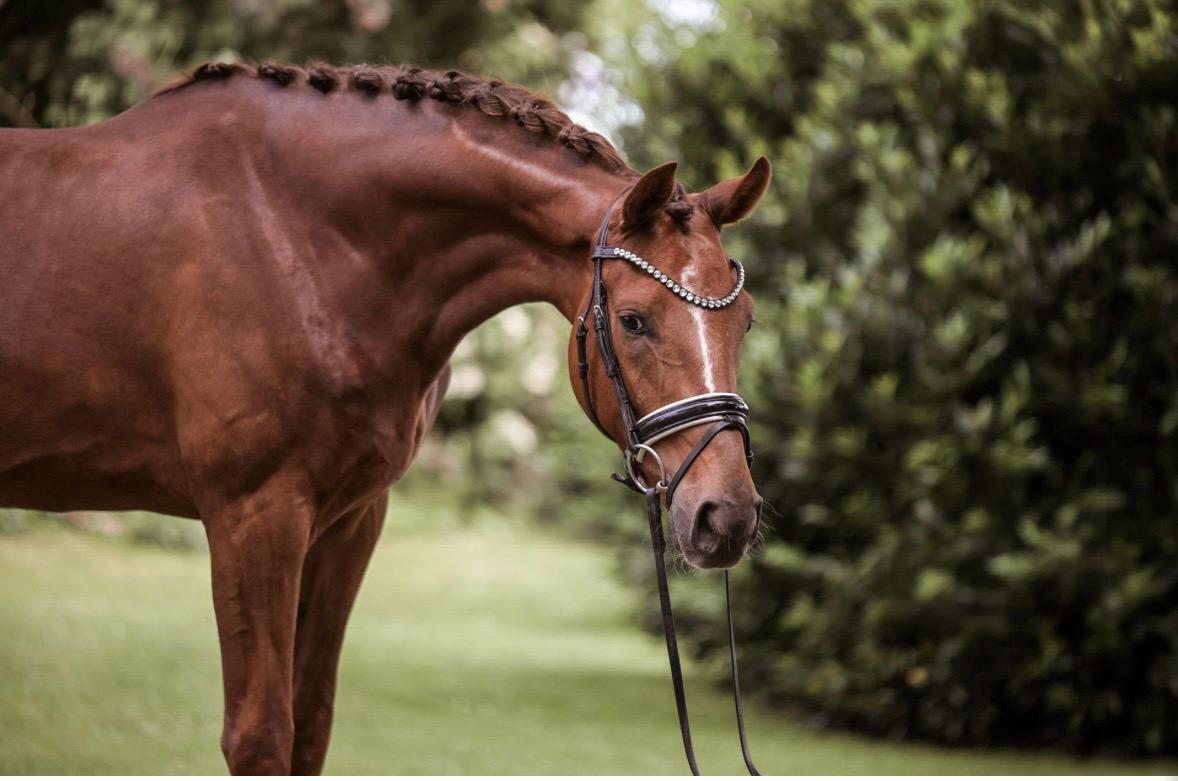 Dressage gelding by Dynamic Dream