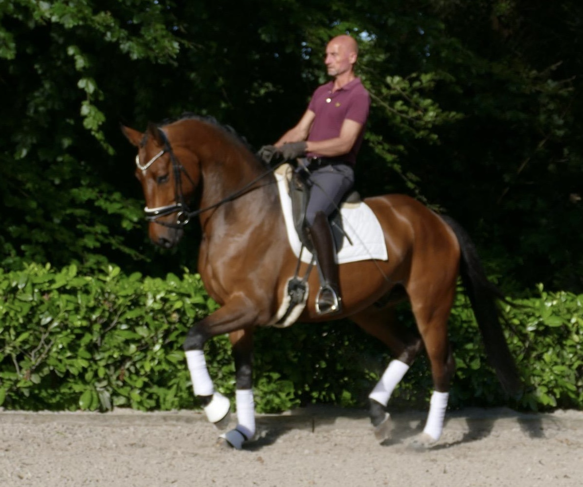 Dressage gelding by Erdinger