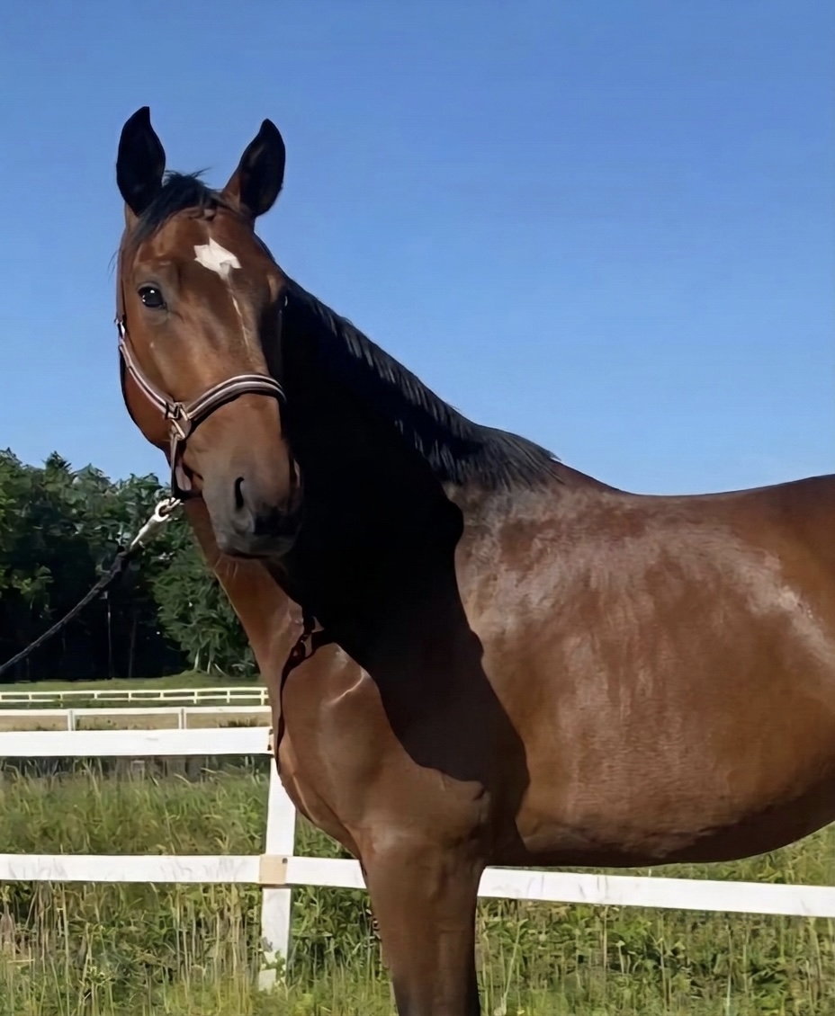 Oldenburg dressage gelding by Faszination de Malleret
