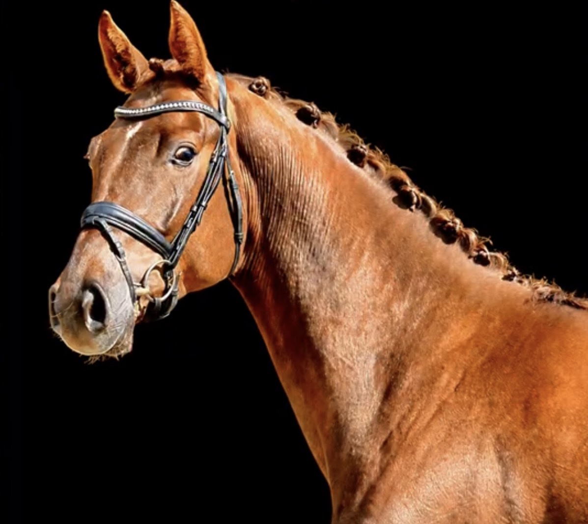 Oldenburg dressage gelding by Franco Nero
