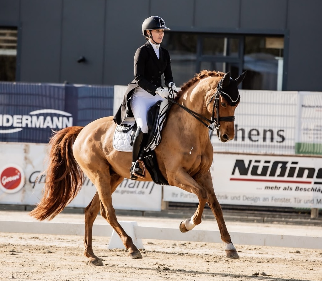 KWPN dressage gelding by Galaxie