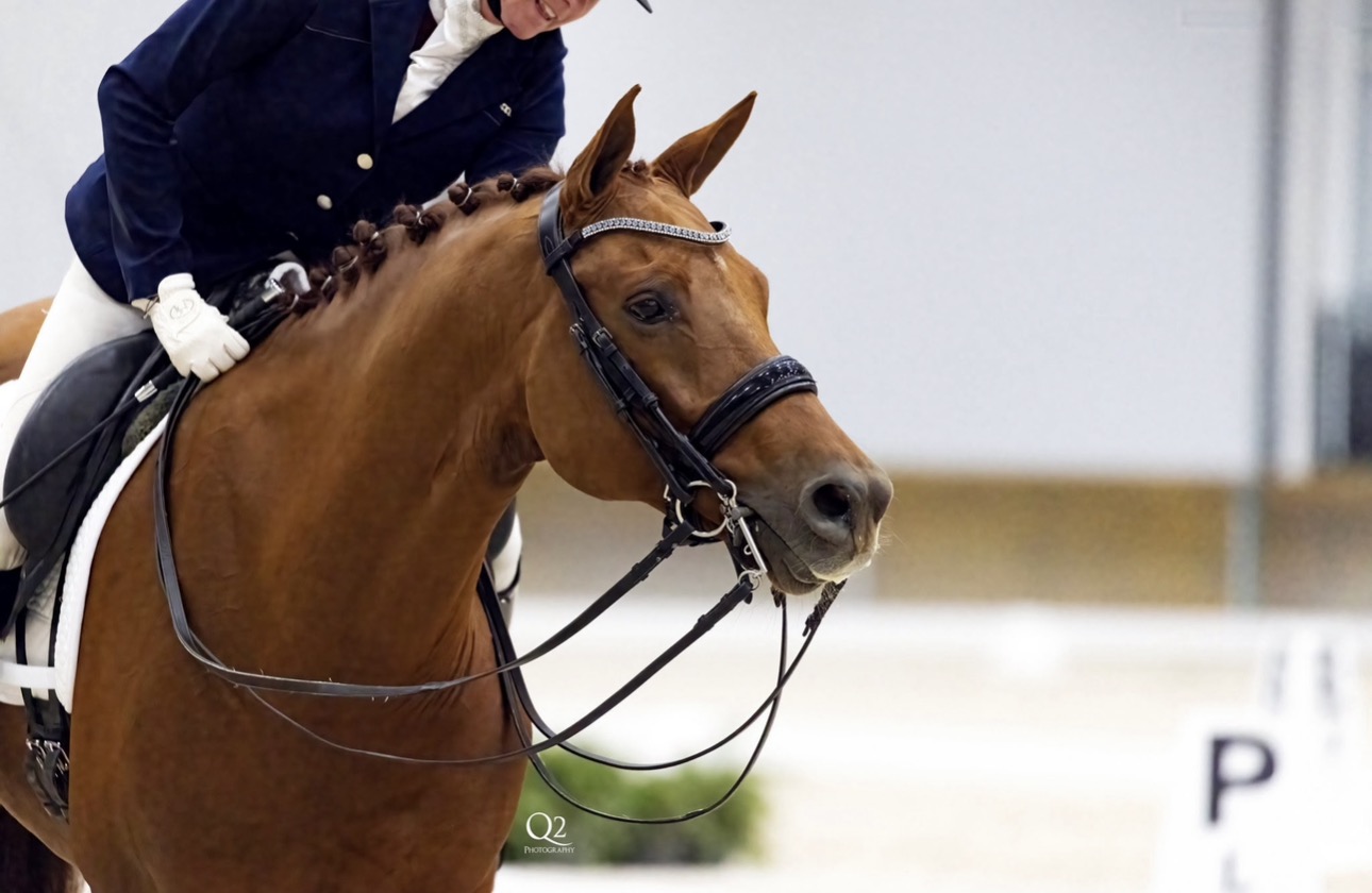 Oldenburg dressage gelding by Jazz