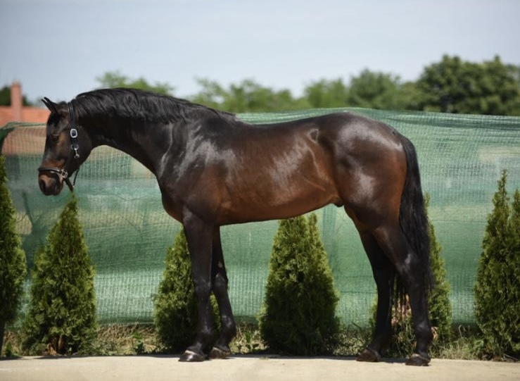 Jumper and hunter gelding by L'Extreme BH