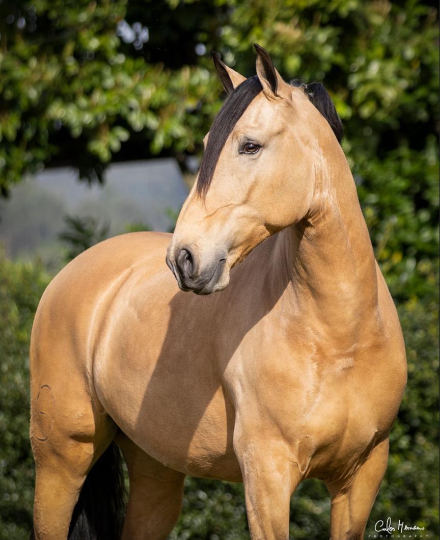 Lusitano dressage gelding