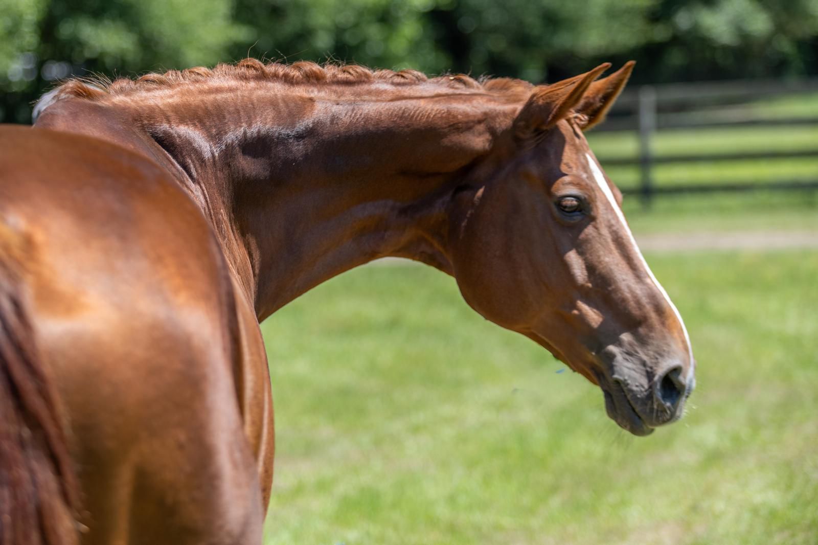 Belgian Warmblood dressage mare by Florencio