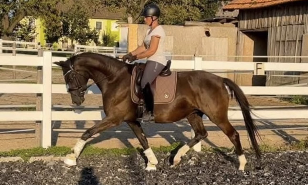 KWPN broodmare by Franklin