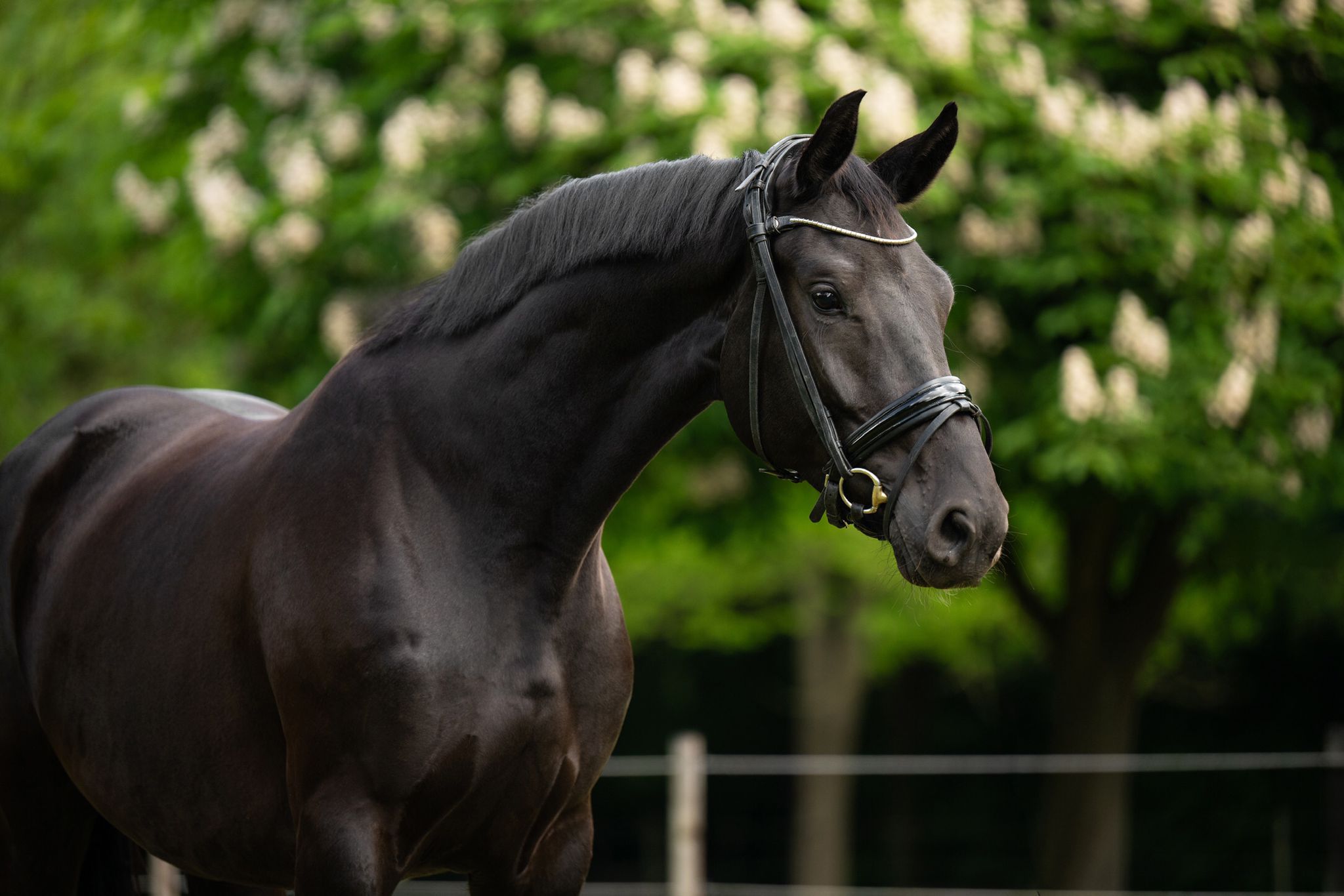 Dressage mare by Taminiau