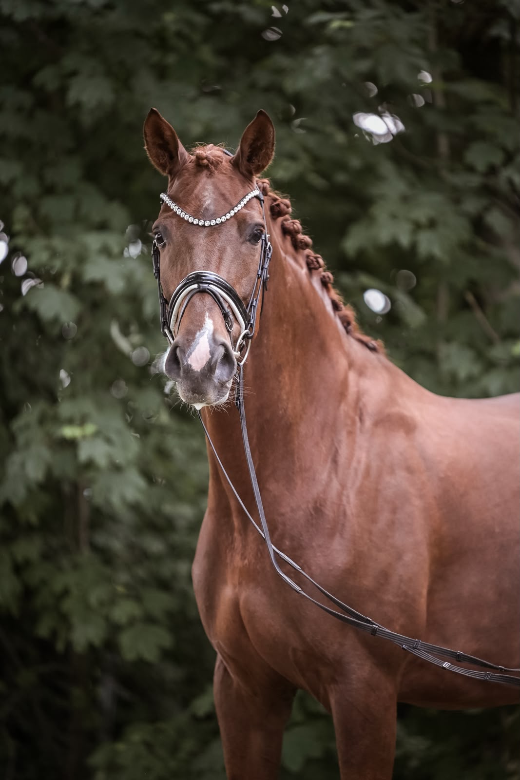 Dressage mare by Zoom, out of a Vitalis dam