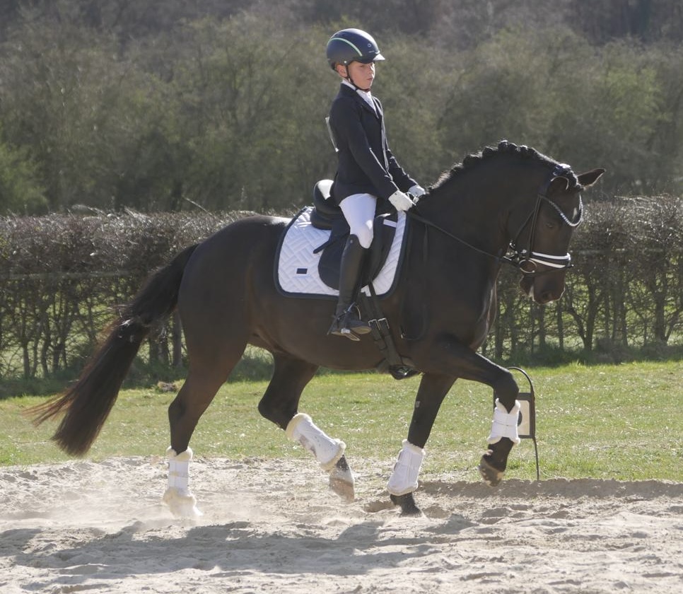 Pony gelding by Dating AT