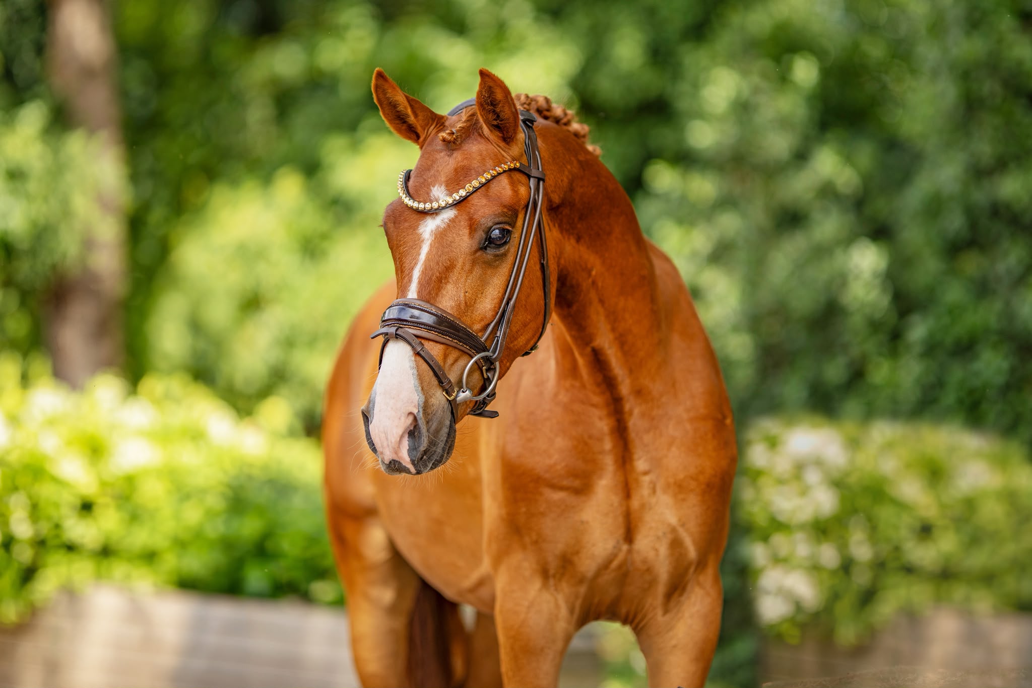 Pony gelding by Het Golden Dream