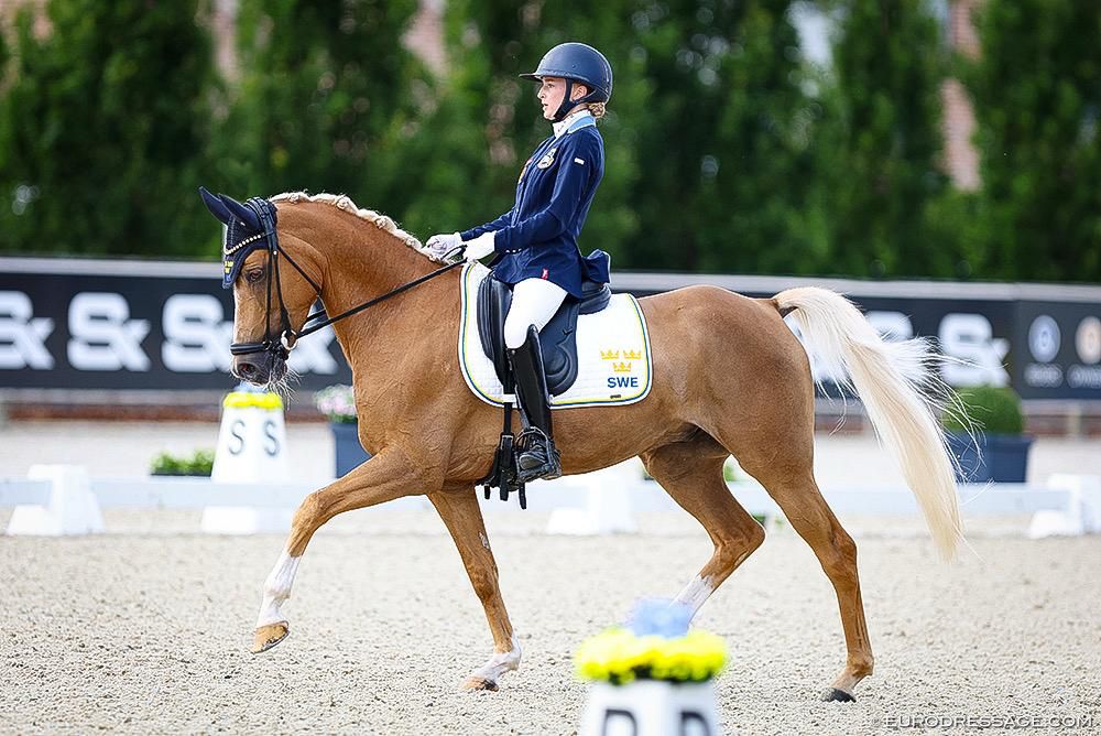Pony gelding by Leuns Veld's Winson