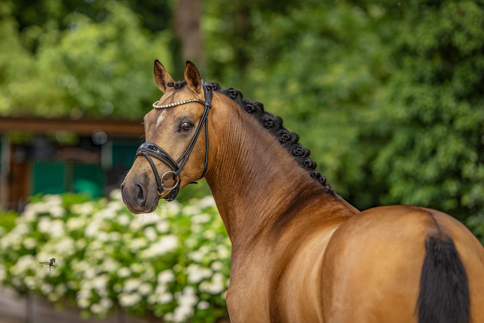Pony gelding by Tackmanns Candyman
