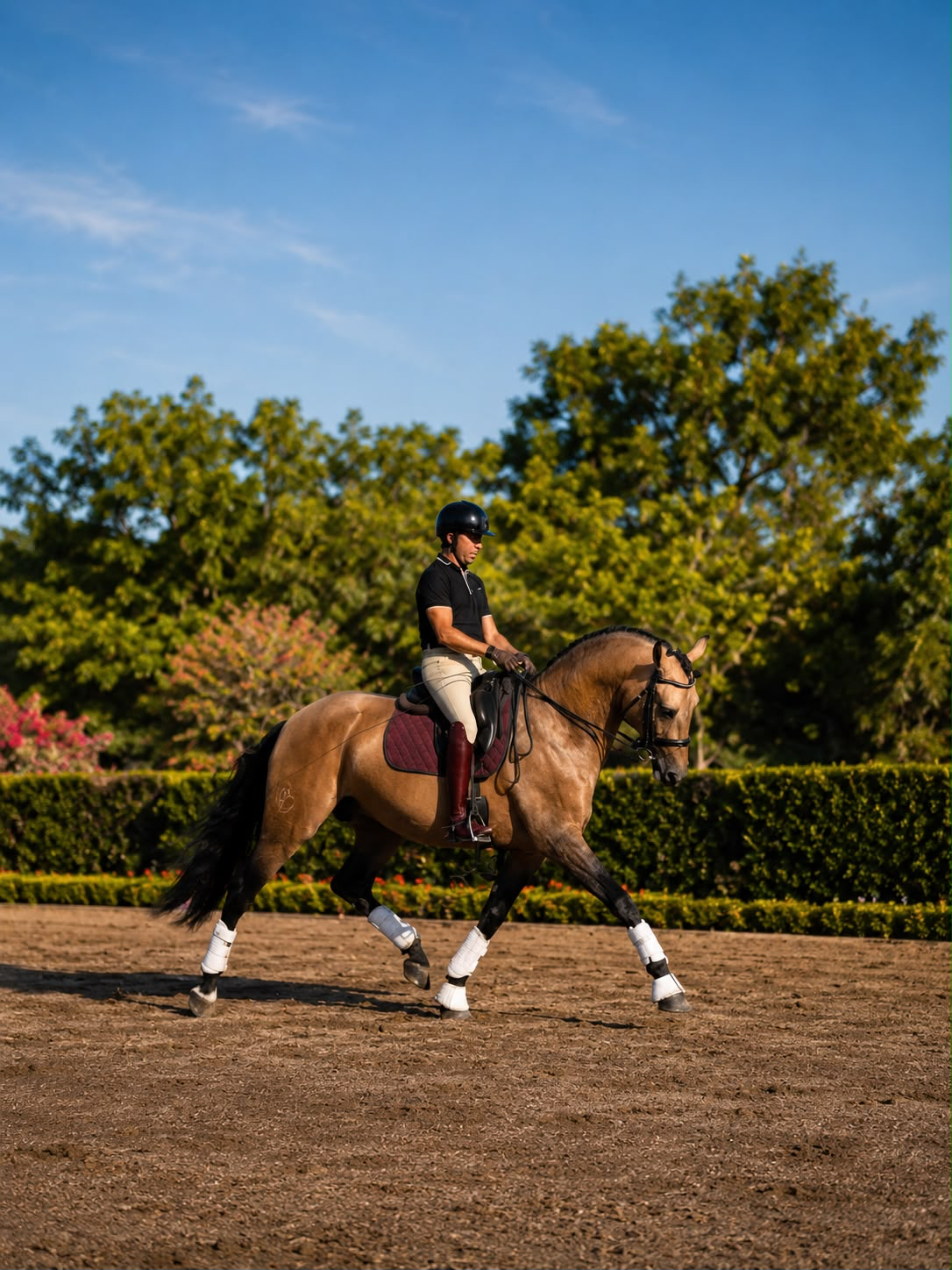 Lusitano dressage stallion